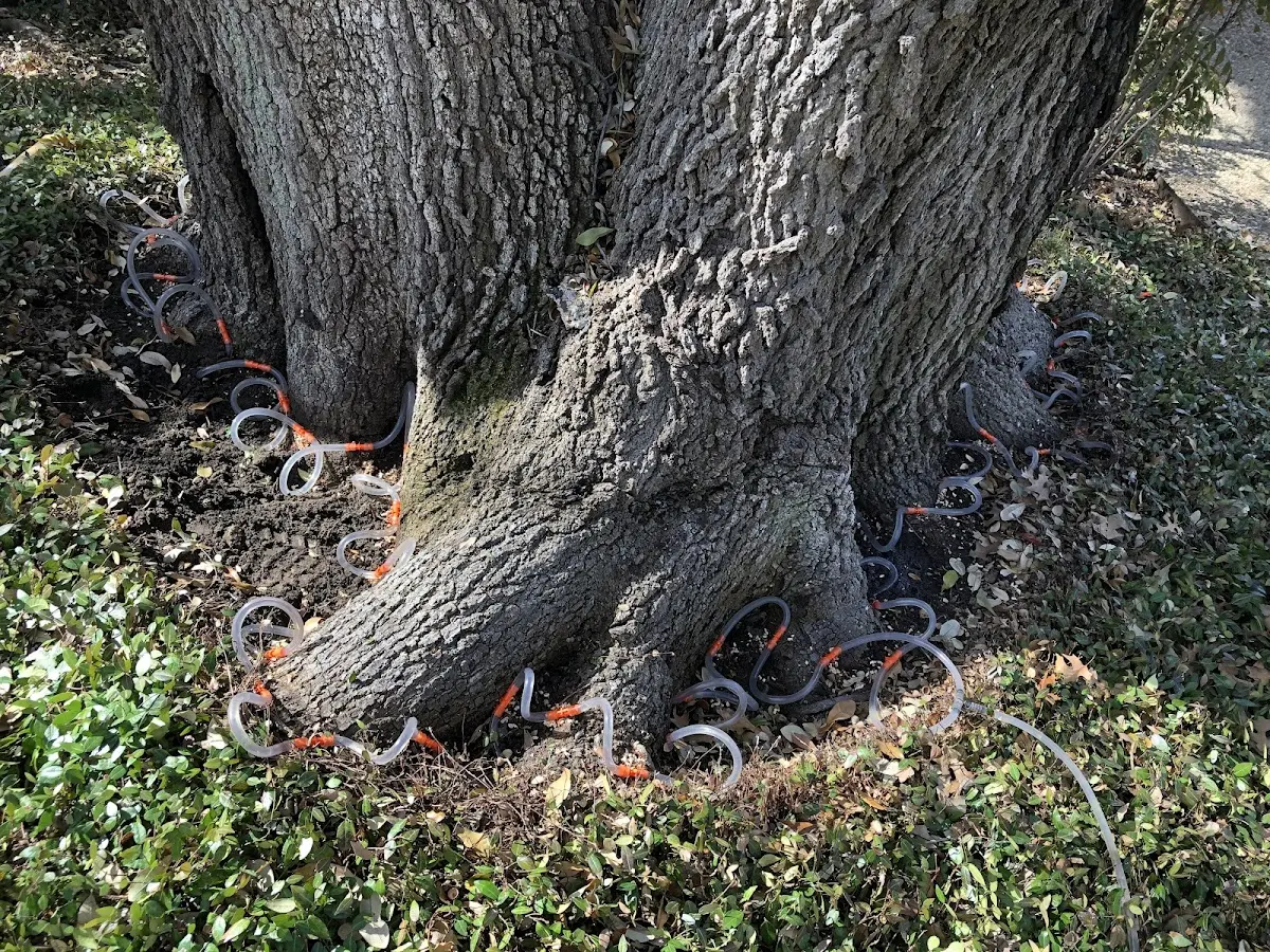 Detailed Tree Cabling and Bracing job site in West Rutland